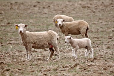 saskatchewan içinde üç koyun ile kuzu Yaylası