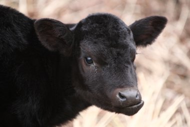 Aberdeen Angus calf in spring clipart