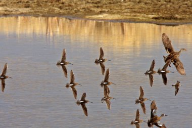 desenli uçuş uzun fatura dowitcher