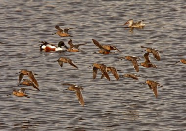 desenli uçuş uzun fatura dowitcher