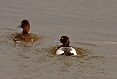 Pair of Greater Scaup ducks in roadside pothole clipart