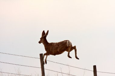 Mule Deer leaping over barbed wire fence clipart