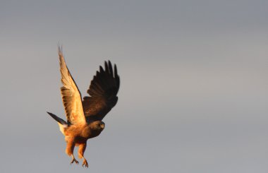 Swainson's Hawk inmek