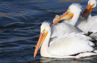 White Pelicans in QuAppelle River clipart