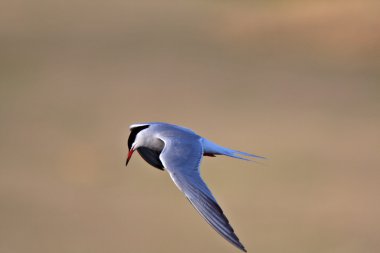 Forster's Tern in flight clipart