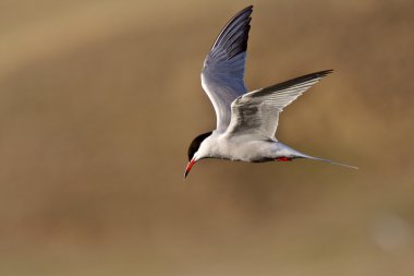 Forster'ın sumru uçuş