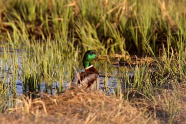 yol kenarındaki slough yanında yeşilbaş drake