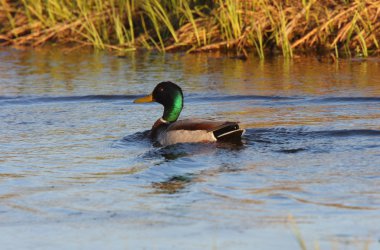 yol kenarındaki slough Yüzme yeşilbaş drake