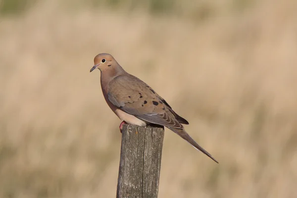 Mourning Dove perched on fence post — Stock Photo, Image