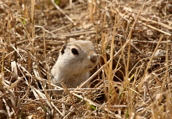 Gopher Peaking Out Burrow Spring — Stock Photo, Image