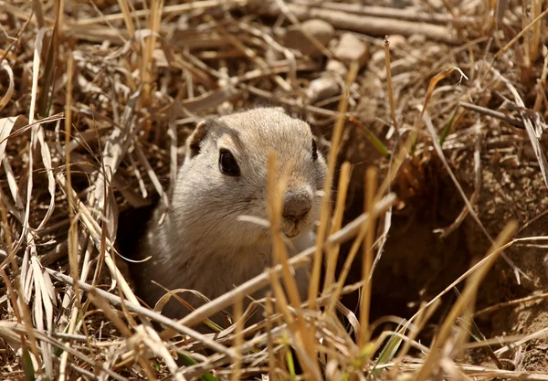 Gopher Peaking Out Burrow Spring — Stock Photo, Image