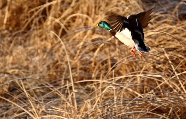 Yeşilbaş Ördek Gölet Üzerinden Uçakla — Stok fotoğraf