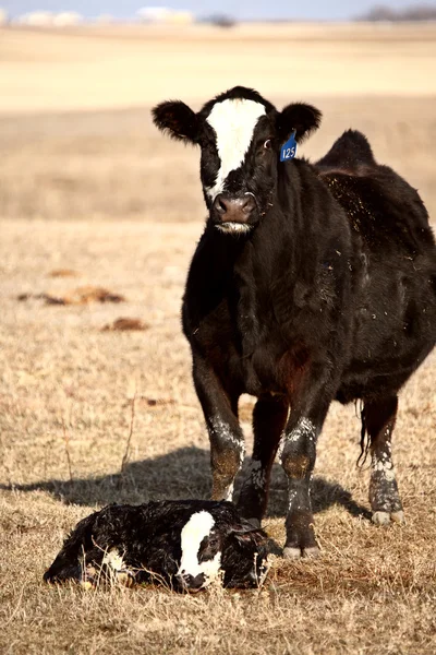 Ternero recién nacido siendo custodiado por la vaca — Foto de Stock