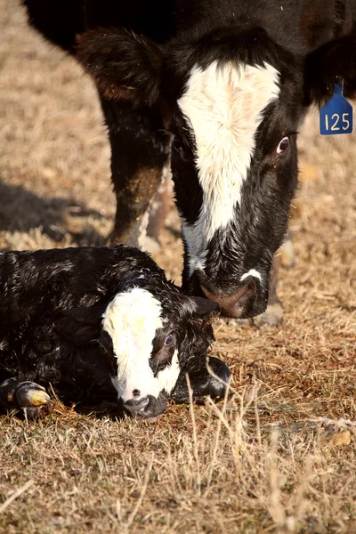 New born calf being licked clean by mother — Stock Photo, Image