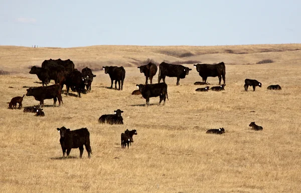 年轻犊牛与牛畜群在早春 — 图库照片