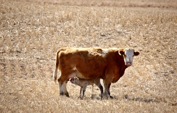 早春的年轻小牛哺乳母亲 — 图库照片