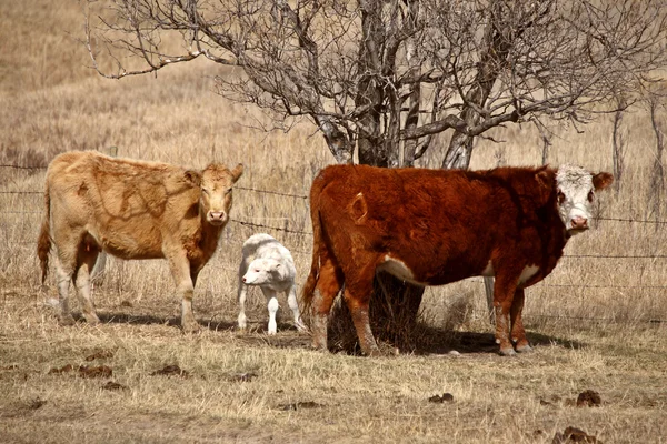 Cows Calf Spring Pasture — Stock Photo, Image