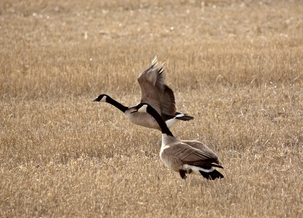 Pair of Canada Geese in early spring — Stock Photo, Image