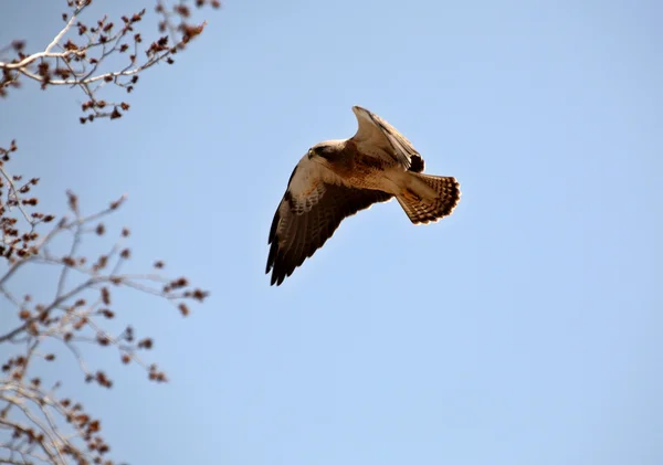 Swainson Hawk Flygning — Stockfoto