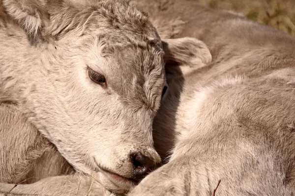 Young Calf Sleeping Its Shoulder — Stock Photo, Image