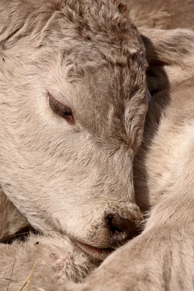 Young Calf sleeping on its shoulder — Stock Photo, Image