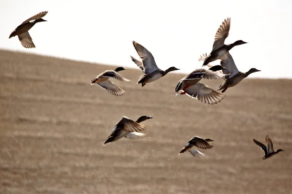 Ördek Gölet Üzerinden Uçakla — Stok fotoğraf