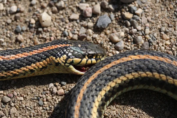 Dead garter snake on gravel road — Stock Photo, Image