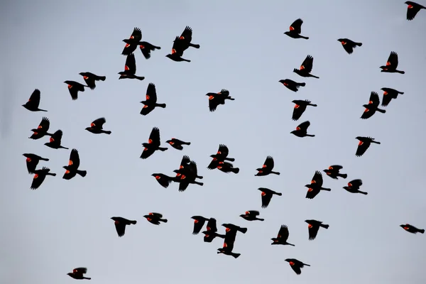 Aves Pretas Asa Vermelha Chamas — Fotografia de Stock