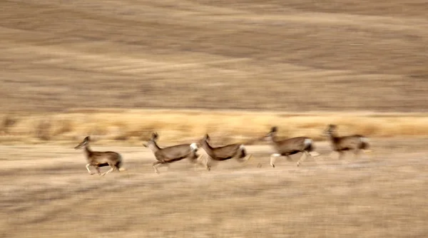 横跨大草原定界框的骡鹿 — 图库照片