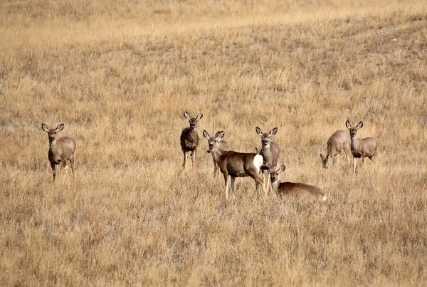 Mule deer vilar i saskatchewan fältet — Stockfoto