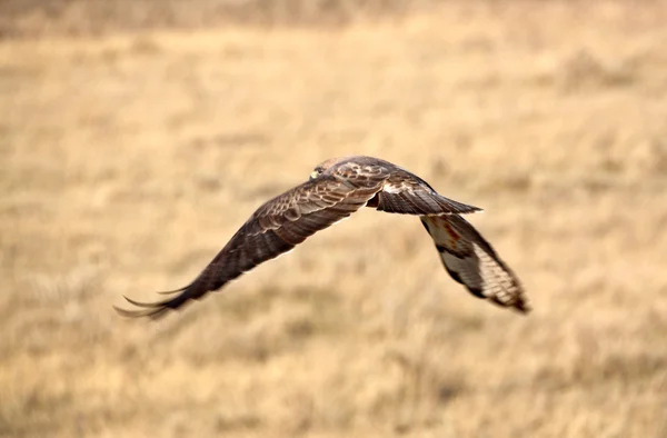 Great Horned Owl Flight — Stock Photo, Image