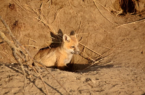 Red fox pups op den — Stockfoto