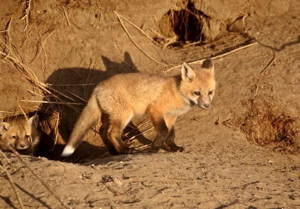 Red fox pups na den — Stock fotografie