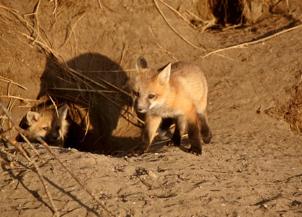 Red Fox cuccioli a den — Foto Stock