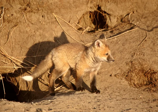 Red Fox Filhotes Den — Fotografia de Stock