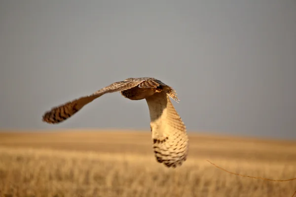 Great horned owl under flygning — Stockfoto