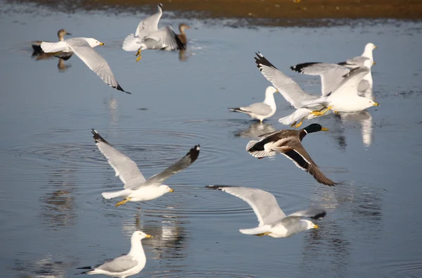 Mallard Flight Gulls — Stock Photo, Image