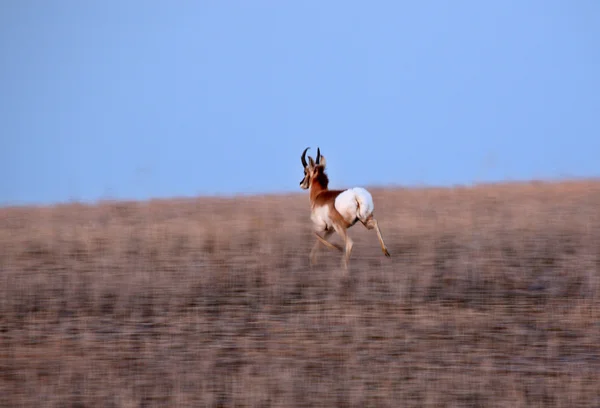 Pronghorn Antelope buck running through field