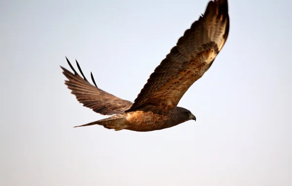 Flótázó Hawk Repülés — Stock Fotó