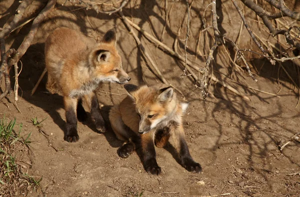 Två Red Fox Pups Utanför Deras Den — Stockfoto
