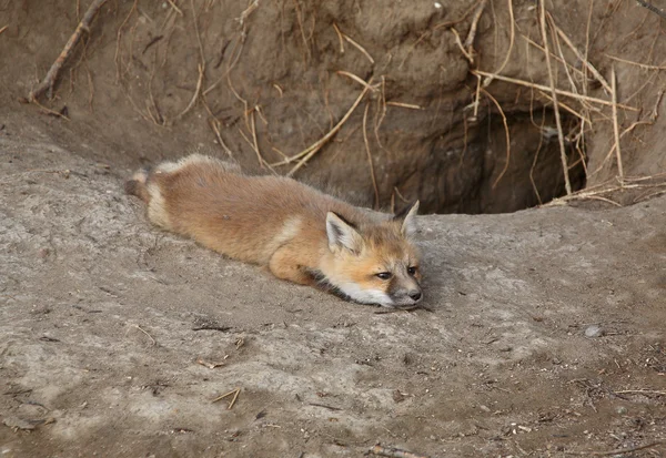 Red Fox cucciolo fuori dalla sua tana — Foto Stock