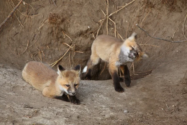 Deux Chiots Red Fox Jouant Extérieur Leur Tanière — Photo