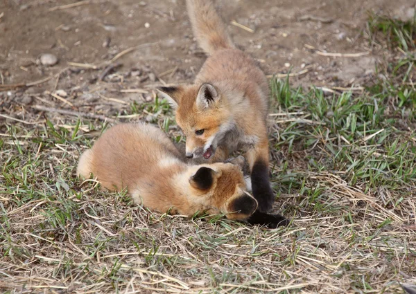 Δύο Κουτάβια Κόκκινης Αλεπούς Που Παίζει Έξω Από Κρησφύγετό Τους — Φωτογραφία Αρχείου