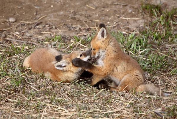 Два Щенка Red Fox Играют Снаружи Своего Логова — стоковое фото