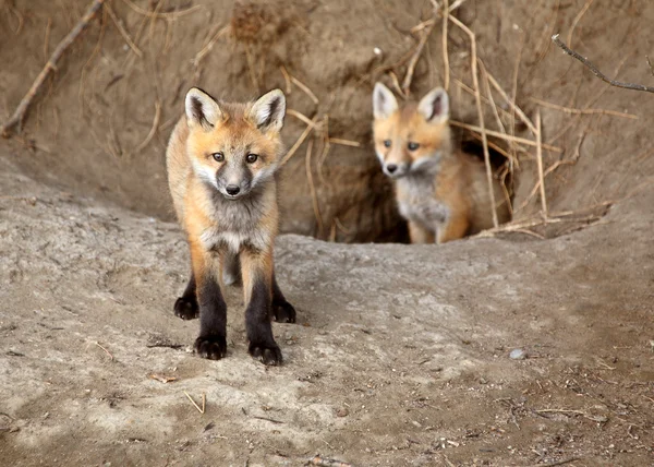 两只红狐狸 Pup 之外他们的老窝 — 图库照片