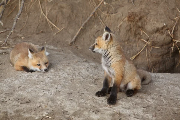 Два щенка Red Fox снаружи их логова — стоковое фото