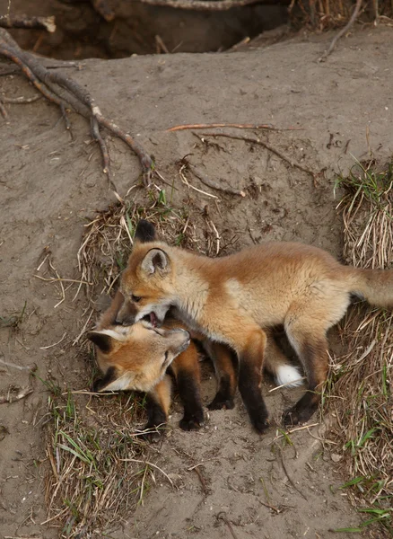 Dos Cachorros Red Fox Jugando Fuera Guarida —  Fotos de Stock