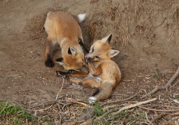Två Red Fox Pups Spelar Utanför Deras Den — Stockfoto