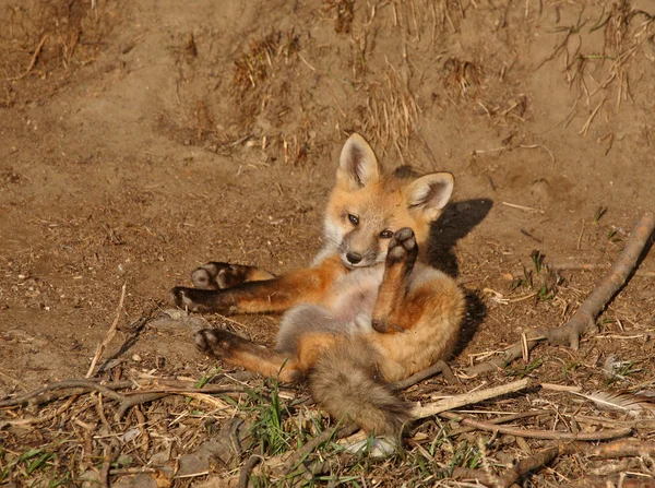 Κόκκινη αλεπού κουτάβι έξω από τις den — Φωτογραφία Αρχείου