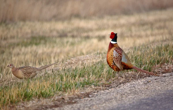 Male and female Ring necked Pheasants beside a country road — Stock Photo, Image